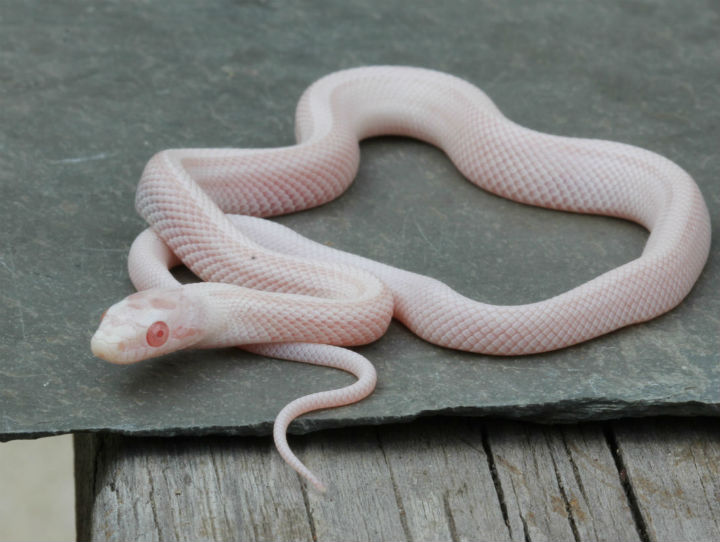Striped Snow Corn Snake